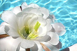 White tropical flower on Swimming Pool