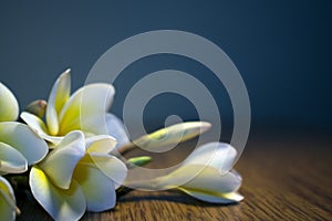 White tropical flowers plumeria on a dark background