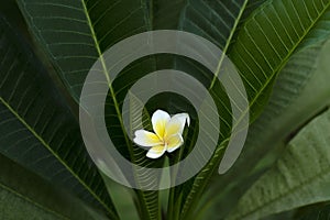 white tropical plumeria flower on dark leaves. contrast photo.