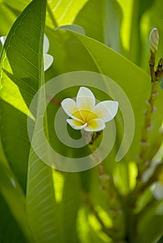 white tropical plumeria flower on leaves. White tropical flower