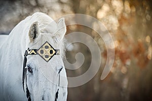 White trotter horse in medieval front bridle-strap outdoor horizontal close up portrait in winter in sunset