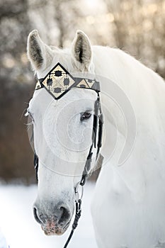White trotter horse in medieval front bridle-strap outdoor horizontal portrait in winter in sunset