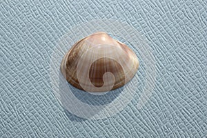 White trough shell or rayed trough clam, rayed trough shell, white trough clam (Mactra stultorum) on a blue background