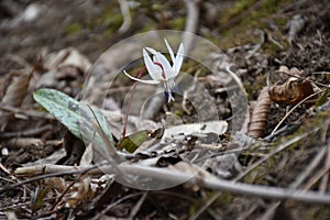 White Trout Lily or Dogtooth Violet. Erythronium albidum native flower closeup in early spring, Romania