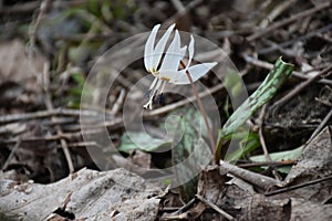 White Trout Lily or Dogtooth Violet. Erythronium albidum native flower closeup in early spring, Romania