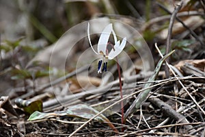 White Trout Lily or Dogtooth Violet. Erythronium albidum native flower closeup in early spring, Romania