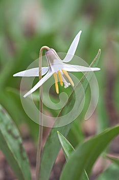 White Trout Lily Star