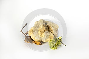 White Truffle Still Life on white background with leafs