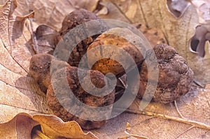 White truffle Tuber magnatum in the oak forest