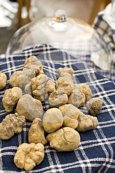 White truffles