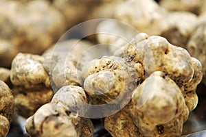 White Truffles photo