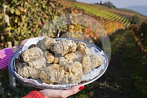 White truffles from Piedmont on the tray in the background hills