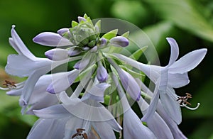 White trumpet flower