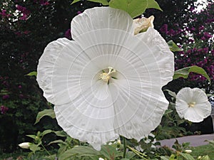 White trumpet flower photo