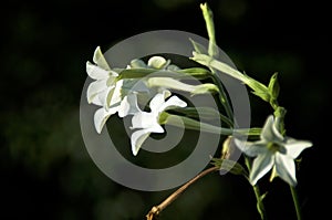 White trumpet flowers of night blooming jasmine tobacco plant