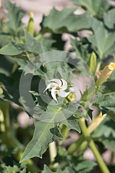 White trumpet shaped flower of hallucinogen plant Devil's Trumpet, also called Jimsonweed