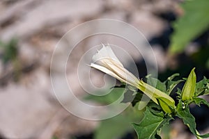 White trumpet shaped flower of hallucinogen plant Devil's Trumpet, also called Jimsonweed