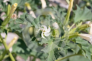 White trumpet shaped flower of hallucinogen plant Devil's Trumpet or Jimsonweed.