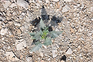 White trumpet shaped flower of hallucinogen plant Devil's Trumpet or Jimsonweed