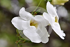 White Trumpet vine Flower