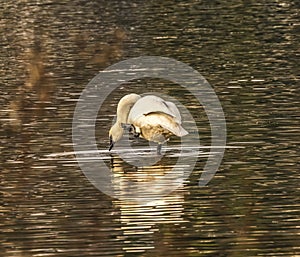 White Trumpeter Swan Juanita Bay Lake Washington Kirkland Washiington