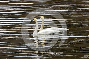 White Trumpeter Swans Juanita Bay Park Lake Washington Kirkland Washiington