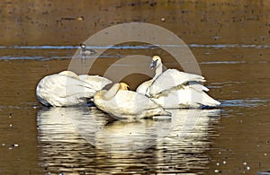 White Trumpeter Swans Juanita Bay Park Lake Washington Kirkland Washiington