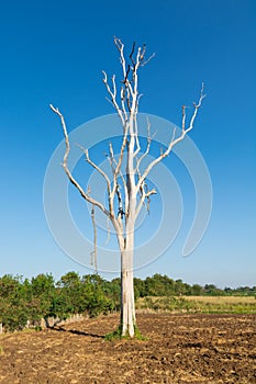 White trunk leafless dead tree in field of sunshine sunny day