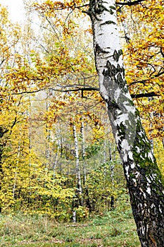 White trunk of old birch tree and colorful forest