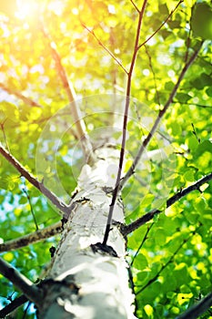 White trunk of a tree and a branch of a birch in a sunlight. Beautiful summer background