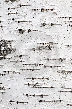 White trunk tree with lines background.