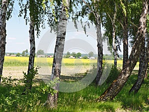 white-trunked birches against the background of a yellow rapeseed field to the horizon with a blue sky