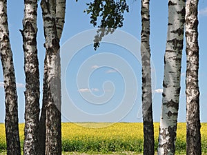 white-trunked birches against the background of a yellow rapeseed field to the horizon with a blue sky