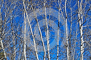 The white trunks of bare birch trees set against a blue sky