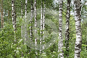 White trunks of birches in a dense green forest, nature abstract background