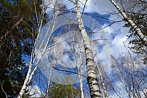 White trunks and branches of birches in the dense spring forest