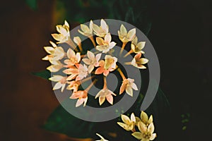 White tuberose flowers with leaves