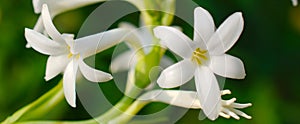 White Tuberose in a garden