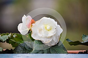 White tuberous begonia