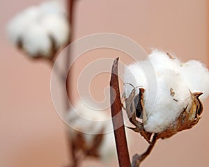 White tuft of white cotton ball in the plant of cotton plantation photo