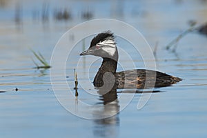 White-tufted Grebe, La Pampa