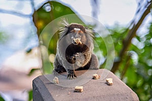 A White-Tufted Marmoset (Callithrix jacchus) eating Cookies in Rio de Janeiro, Brazil