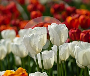 White tulip