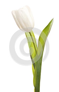 White tulip