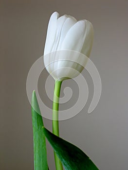 Blanco tulipán 