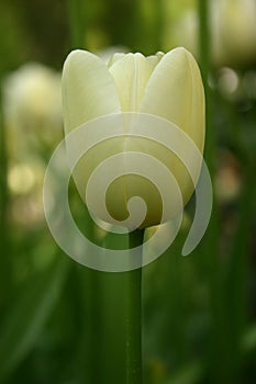 White Tulip