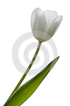 White tulip.