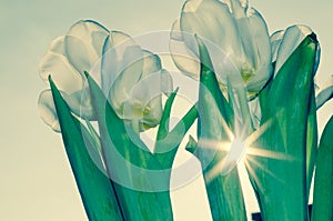 White tulip