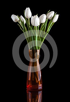 White tulip on black background