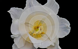 White tulip bloom macro with a yellow heart isolated on black background